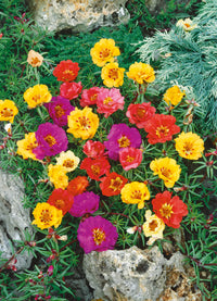 Traditionssorte Portulaca Blumensamen zur Aussaat sonnenliebend Traditionssorte & ohne Gentechnik Samen Hausgarten