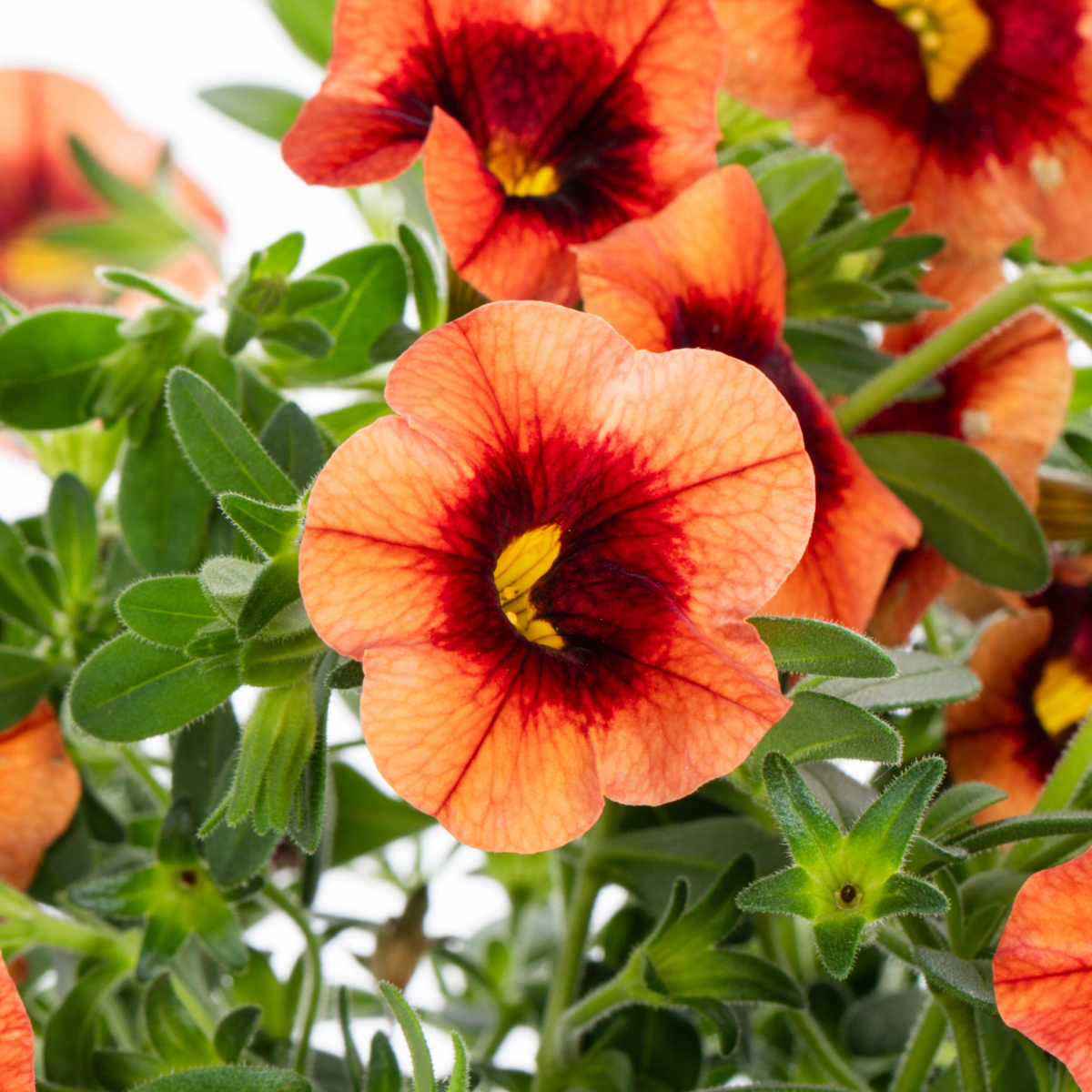 Orange Calibrachoa Blumensamen zur Aussaat – robust Sorte – Traditionssorte & ohne Gentechnik Samen Hausgarten