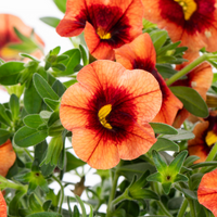Orange Calibrachoa Blumensamen zur Aussaat – robust Sorte – Traditionssorte & ohne Gentechnik Samen Hausgarten