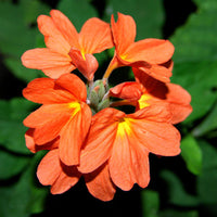 Crossandra Semi Blumensamen zur Aussaat – duftend Blüten – Traditionssorte & ohne Gentechnik Samen Hausgarten