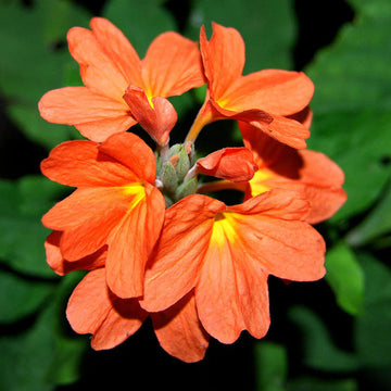 Crossandra Semi Blumensamen zur Aussaat – duftend Blüten – Traditionssorte & ohne Gentechnik Samen Hausgarten