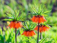 Crown imperial blume samen for garten