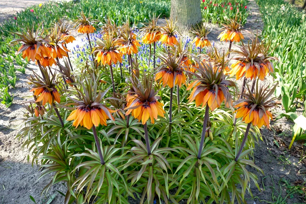 Crown Imperial Blumensamen – Samen zur Aussaat Bell-Shaped Blüten