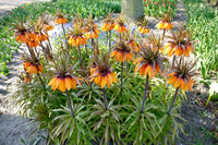 Crown Imperial Blumensamen – Samen zur Aussaat Bell-Shaped Blüten