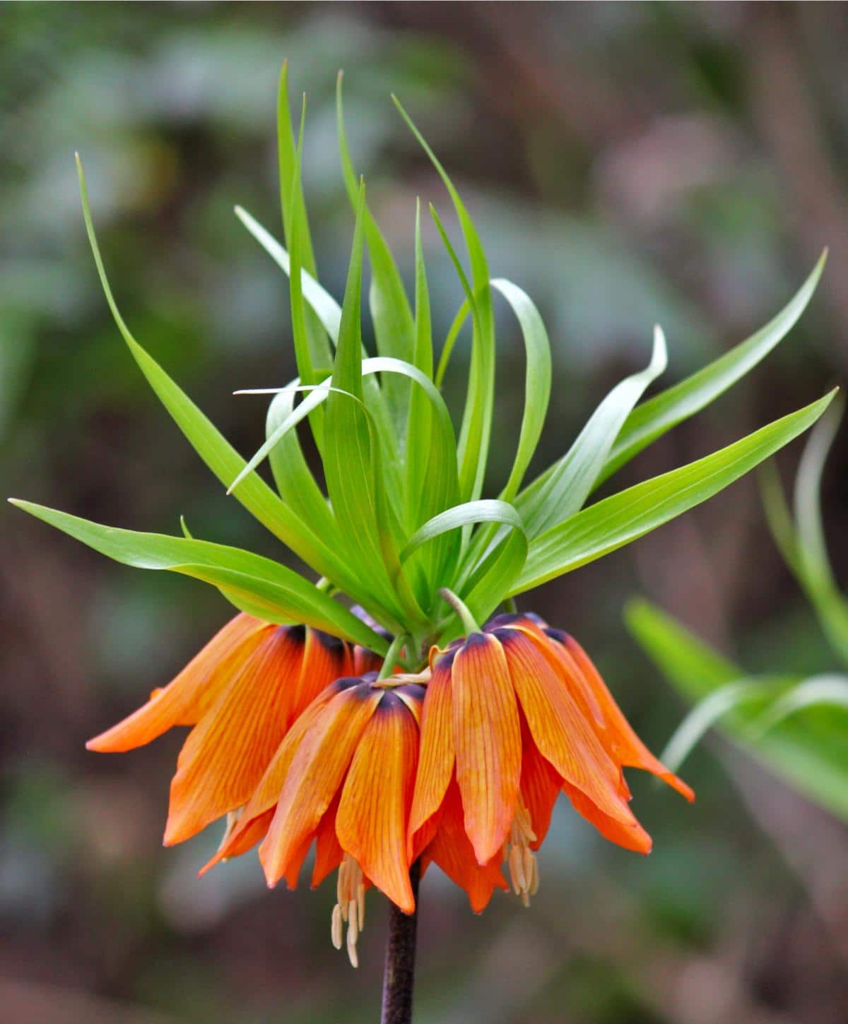 Crown Imperial Blumensamen – Samen zur Aussaat Bell-Shaped Blüten