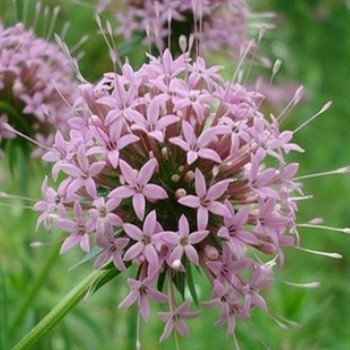 Crucianella Blumensamen zur Aussaat – hochwertige Qualitäts- – Traditionssorte & ohne Gentechnik Samen Hausgarten