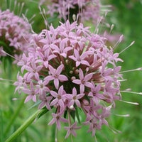 Crucianella Blumensamen zur Aussaat – hochwertige Qualitäts- – Traditionssorte & ohne Gentechnik Samen Hausgarten