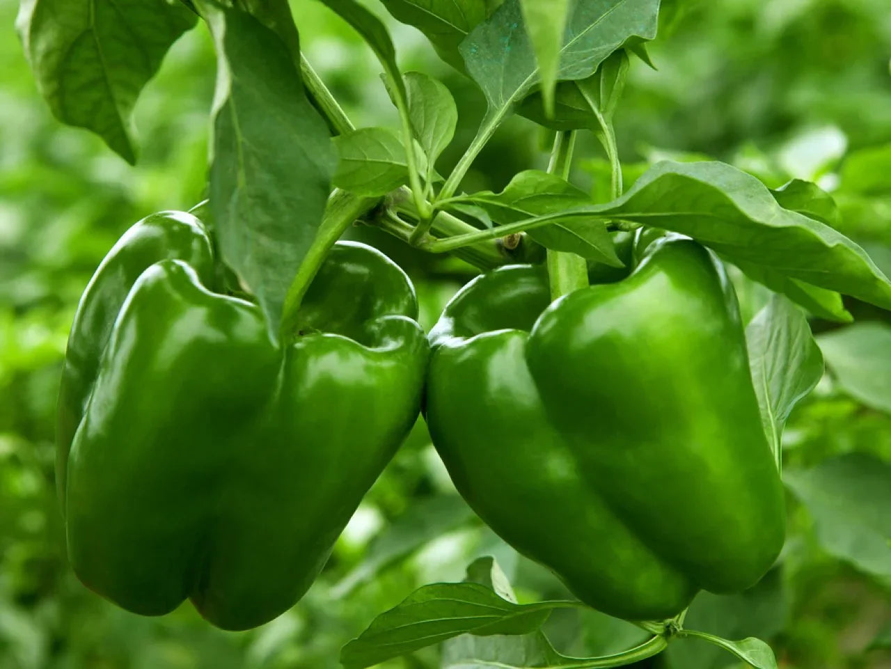 Non gmo crunchy bell pepper samen für aussaat