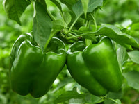 Non gmo crunchy bell pepper samen für aussaat