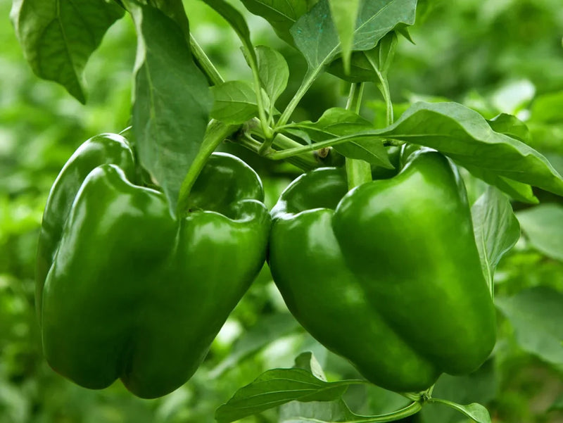 Non gmo crunchy bell pepper samen für aussaat