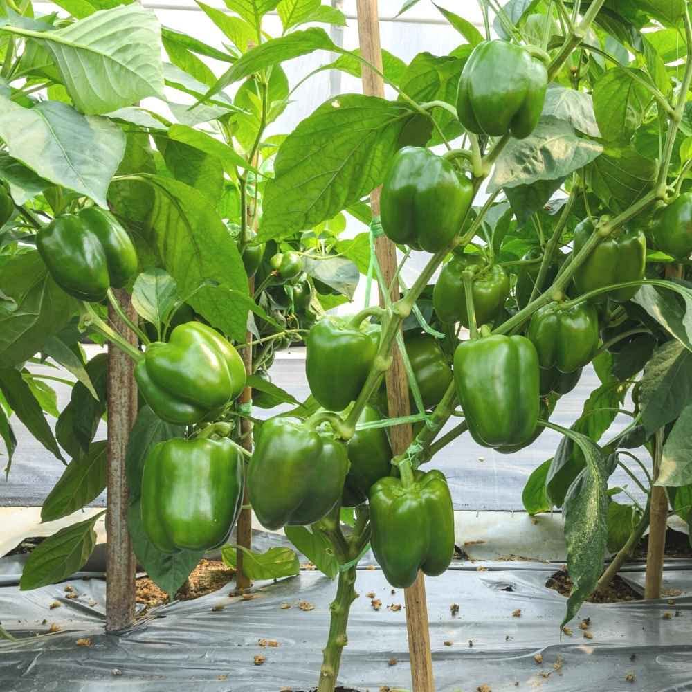 Crunchy süße bell peppers gezogen aus samen
