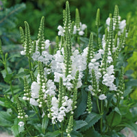 Weiß Physostegia Blumensamen zur Aussaat hochwertige Qualitäts- Traditionssorte & ohne Gentechnik Samen Hausgarten
