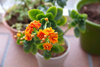 Flammendes Käthchen Samen – Flammendes Käthchen Blossfeldiana – Potted Pflanzen – blühend Pflanzen
