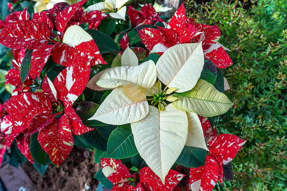 Rot Weiß Weihnachtsstern Blumensamen zur Aussaat pflegeleicht Traditionssorte & ohne Gentechnik Samen Hausgarten