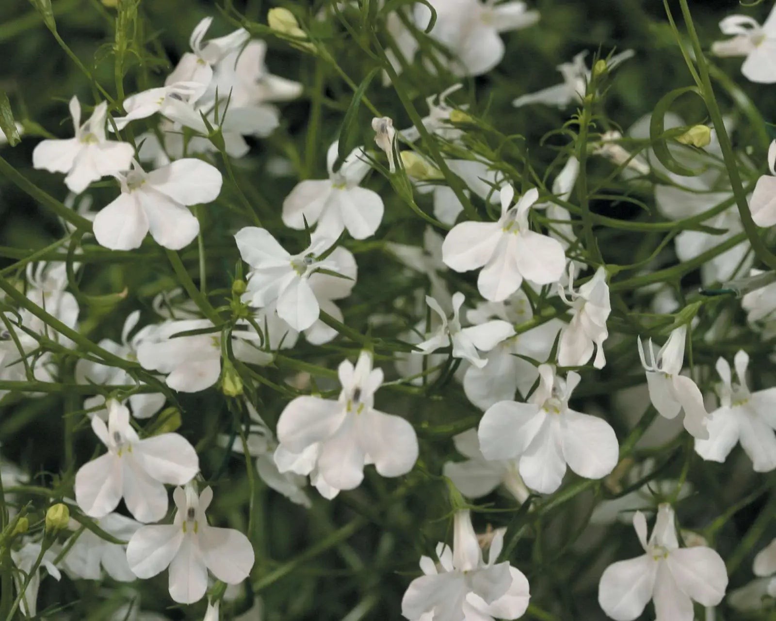 Lobelia Pendula Weiß Lady Cascade Blumensamen zur Aussaat – lang Blüte Saison – Traditionssorte & ohne Gentechnik Samen Hausgarten