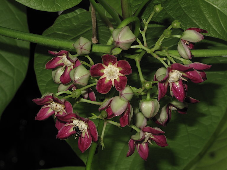 Schinziophyton Rautanenii Blumensamen zur Aussaat Schnitt Blume beliebt Traditionssorte & ohne Gentechnik Samen Hausgarten