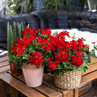 Rot Geranie Breakaway Blumensamen für eine farbenfrohe Aussaat