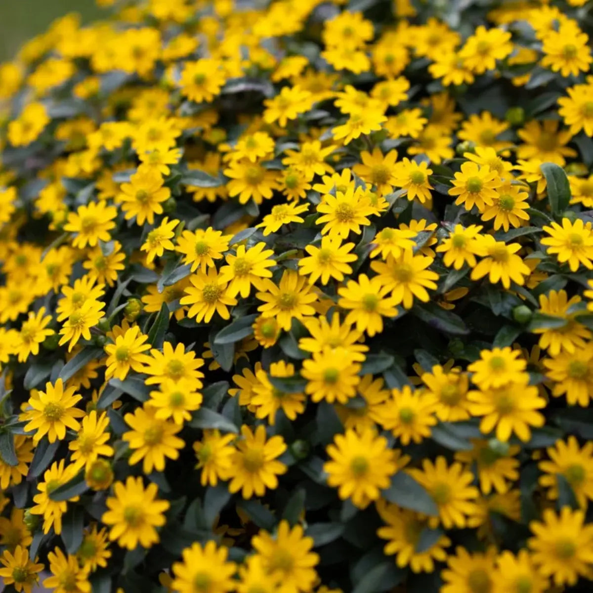 Gelb Sanvitalia Blumensamen zur Aussaat – Halbschatten verträglich – Traditionssorte & ohne Gentechnik Samen Hausgarten