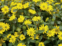 Gelb Sanvitalia Blumensamen zur Aussaat – Halbschatten verträglich – Traditionssorte & ohne Gentechnik Samen Hausgarten