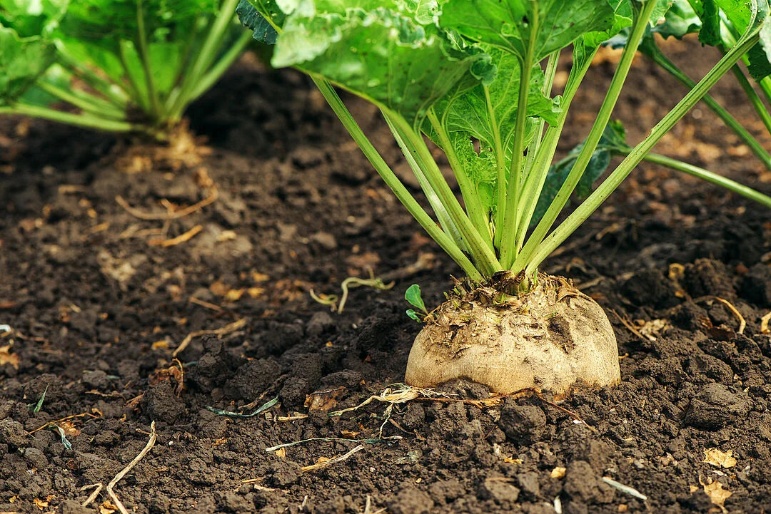 Cream Sugar Beet Samen for Home Garden Planting