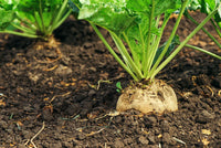 Cream Sugar Beet Samen for Home Garden Planting