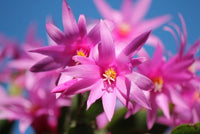 Violett Weihnachtskaktus Blumensamen zur Aussaat – Garten beliebt – Traditionssorte & ohne Gentechnik Samen Hausgarten