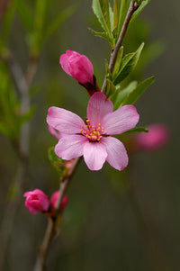Rosa Rote Zwerg Prunus tenella Samen für einfaches Anpflanzen