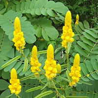 Senna Alata Blumensamen zur Aussaat pflegeleicht Traditionssorte & ohne Gentechnik Samen Hausgarten