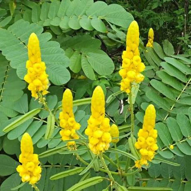 Senna Alata Blumensamen zur Aussaat pflegeleicht Traditionssorte & ohne Gentechnik Samen Hausgarten