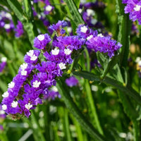 Sea Lavendel Blumensamen zur Aussaat – lang Blüte Saison – Traditionssorte & ohne Gentechnik Samen Hausgarten