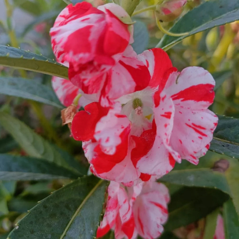 Full Rosa Balsamine Blumensamen zur Aussaat – lang Blüte Saison – Traditionssorte & ohne Gentechnik Samen Hausgarten