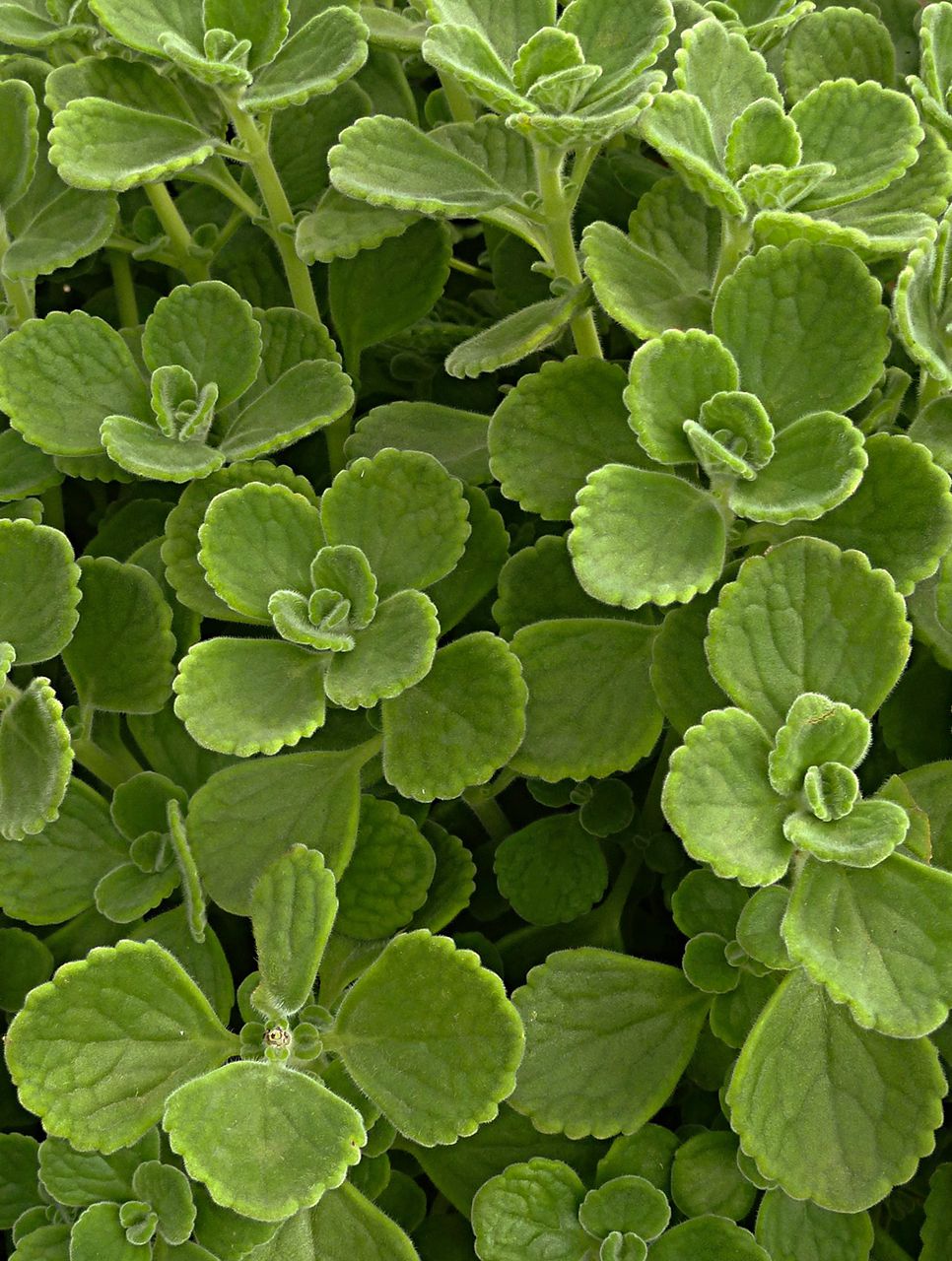 spanish thyme plectranthus amboinicus pflanze samen