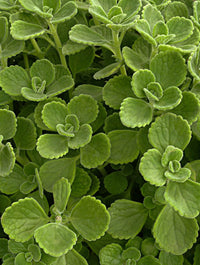 spanish thyme plectranthus amboinicus pflanze samen