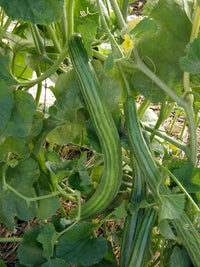 Striped Armenian Cucumber Cucumis melo Gemüse Samen zum Pflanzen in Garden