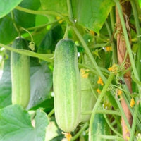 Warm season cucumber aussaat guide
