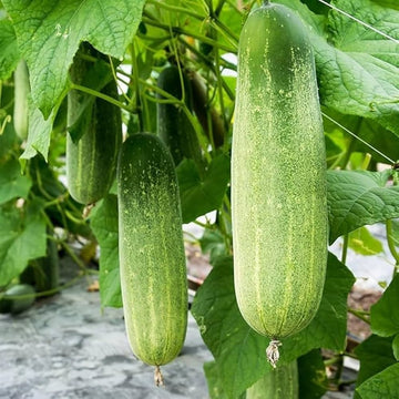 Fresh cucumbers harvested aus gemüse patch and garten
