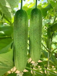 Healthy cucumber pflanzen thriving in raised bed gemüse garten