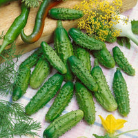 Parisian pickle cucumber seedlings sprouting aus samen