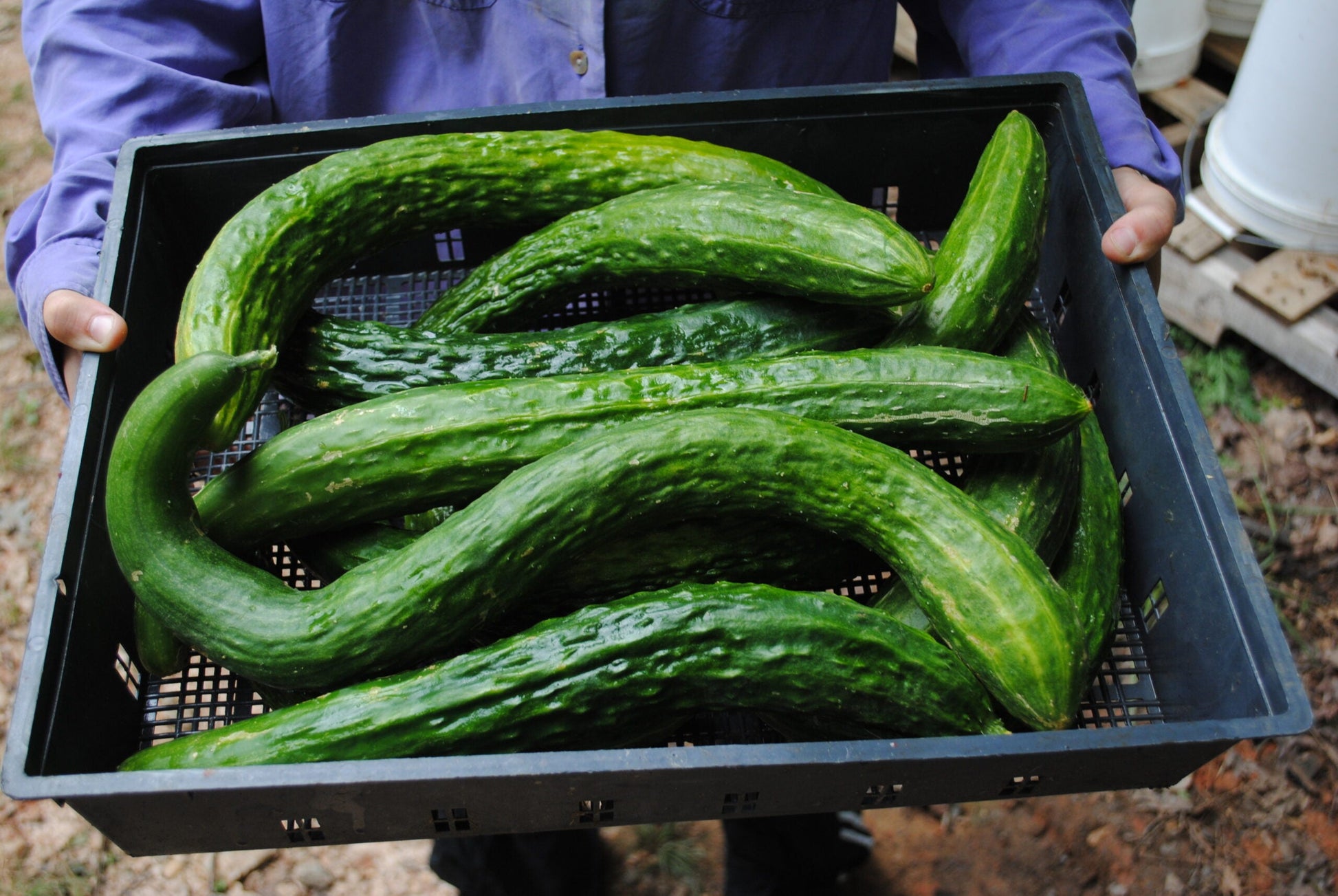 Suyo long cucumber seedlings sprouting aus samen