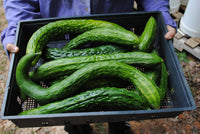 Suyo long cucumber seedlings sprouting aus samen