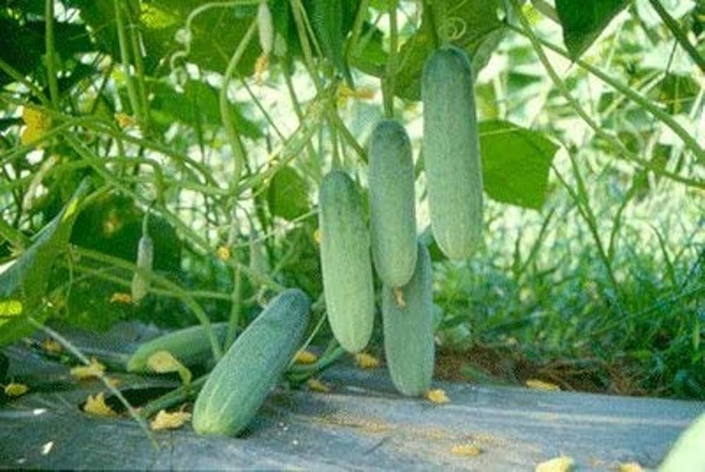 Closeup of high-quality cucumis sativus cucumber samen