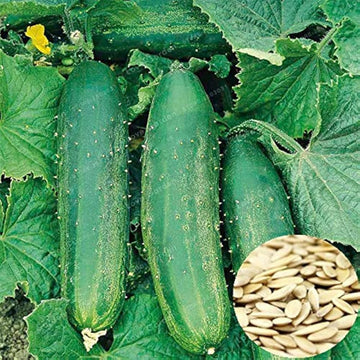 Cucumber cucumis sativus samen für aussaat