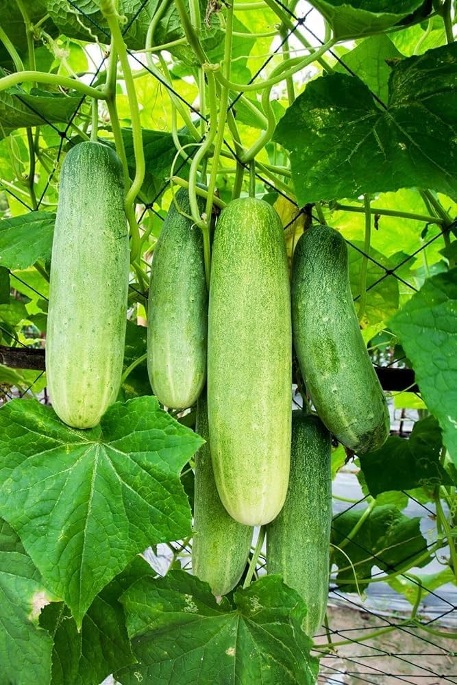 Cucumber pflanzen wachsend on trellis für support