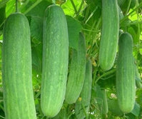 Vining cucumber pflanze wachsend aus cucumis sativus samen