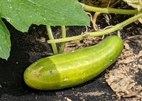 Vigorous cucumber vine pflanze gezogen aus samen