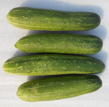 Cucumber vines wachsend on a trellis
