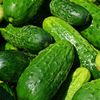 Buy Cucumber Pioneer Samen  Ideal zum Pflanzen