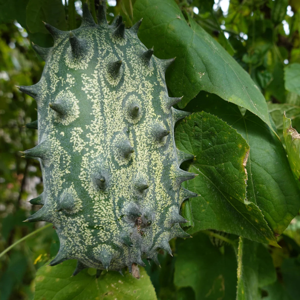 Kiwano Cucumis Samen zum Pflanzen - Grow Exotic Fruit