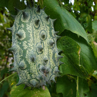 Kiwano Cucumis Samen zum Pflanzen - Grow Exotic Fruit