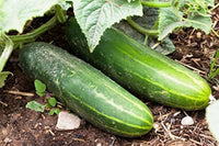 Long greek cucumis sativus cucumber pflanze